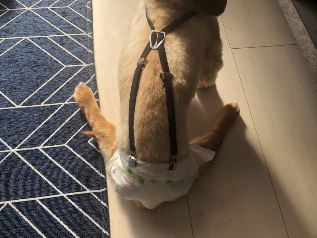 犬のオムツを人の赤ちゃん用で代用するといいことだらけでした フードイーツ
