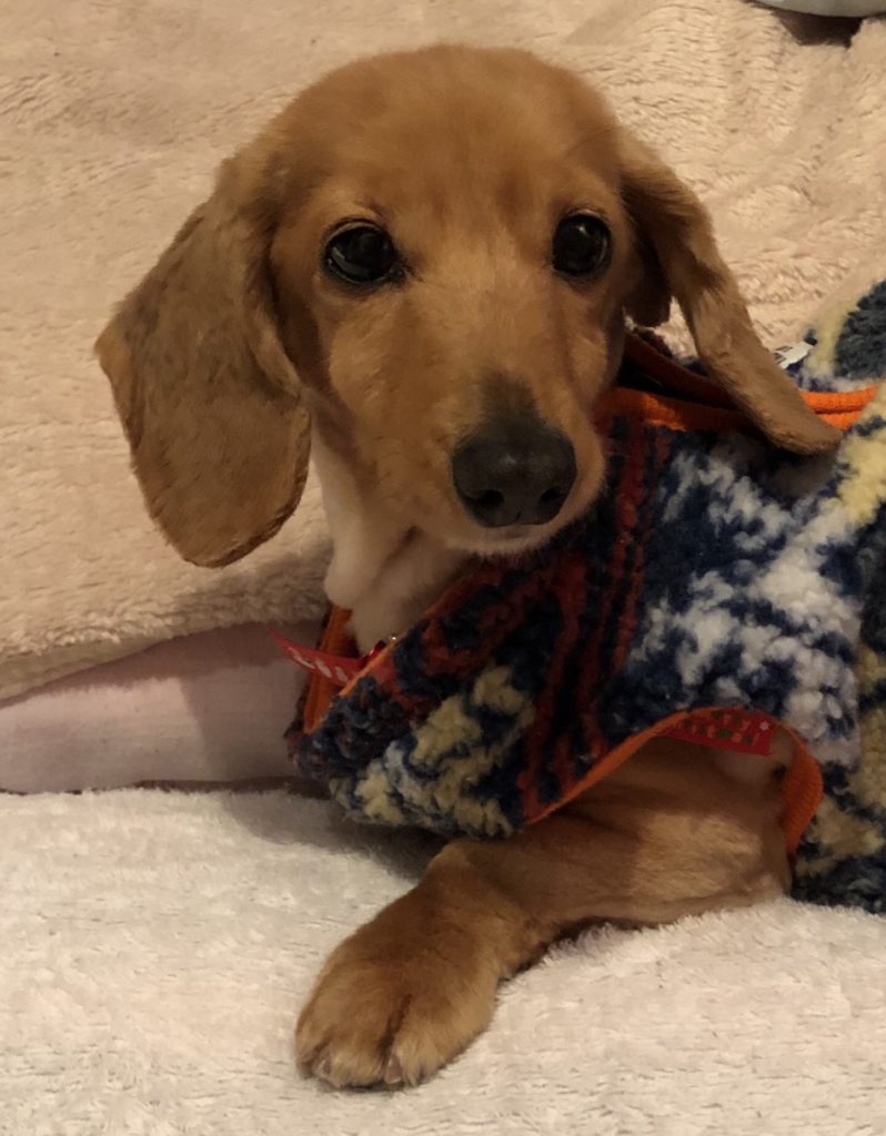 犬のオムツを人の赤ちゃん用で代用するといいことだらけでした フードイーツ