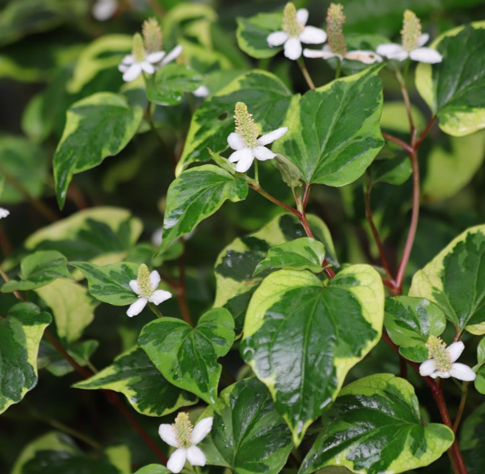 体に優しい 蚊取り 虫除け 殺虫剤